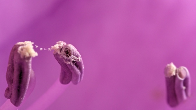 rhododendron anthers close