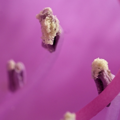 rhododendron anthers close