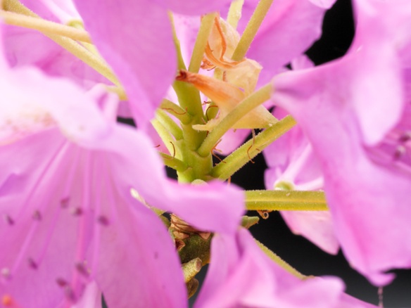 rhododendron stems