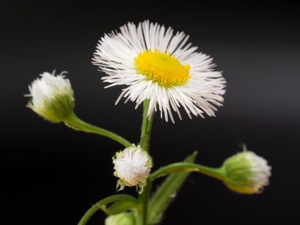 fleabane with buds