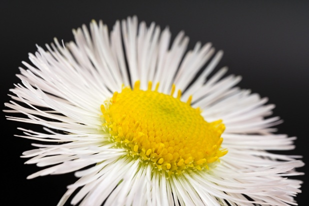 fleabane close