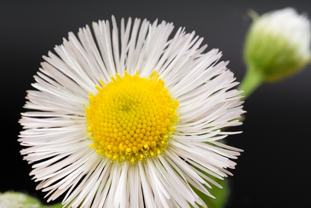 fleabane close