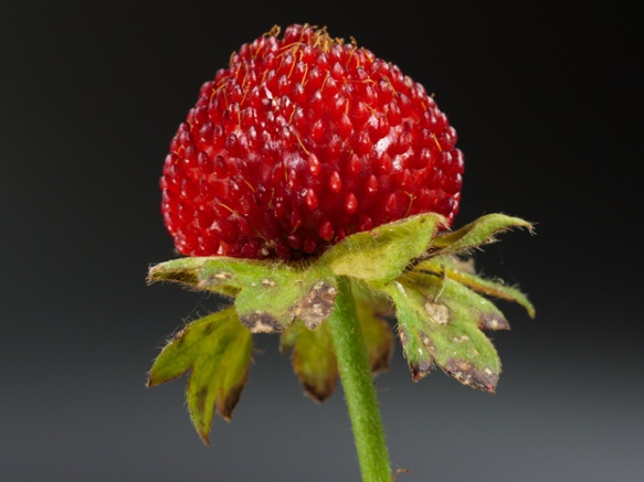 wild strawberry