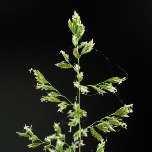 grass seeds