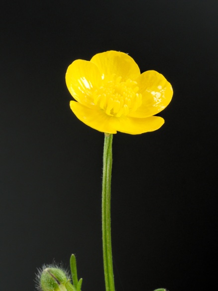 buttercup