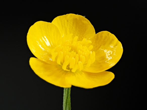 buttercup close