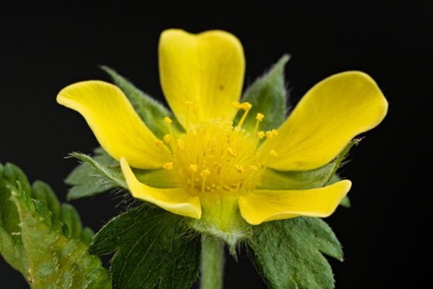 wild strawberry flower