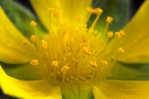 wild strawberry flower center