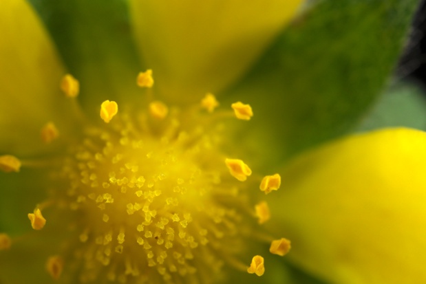 wild strawberry center close