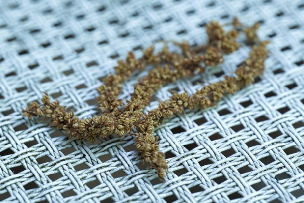 oak catkins on chair