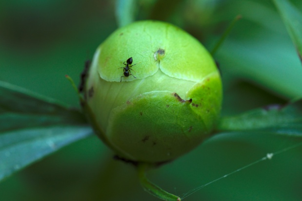 peony bud ant