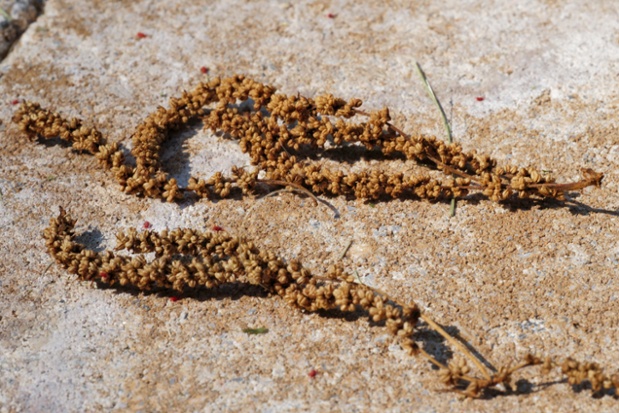 oak catkins