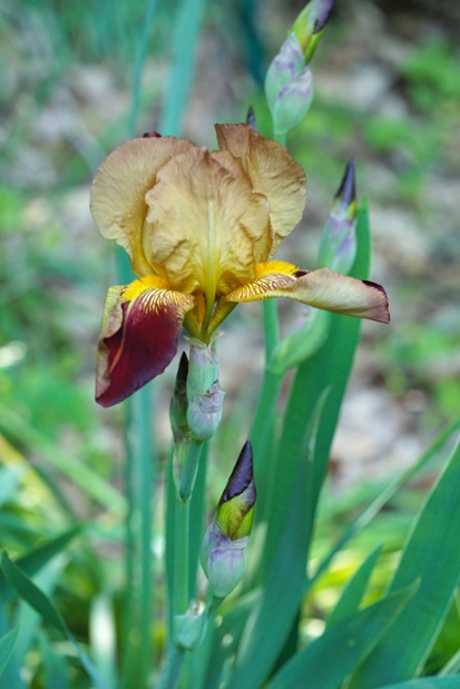 iris flower