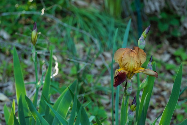 iris flower and buds