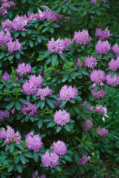 rhododendron