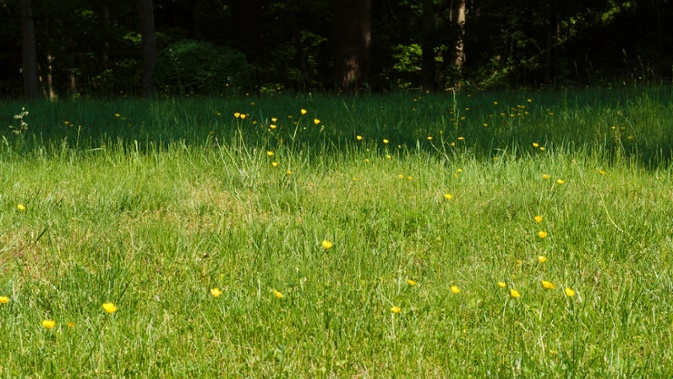 buttercups tall grass