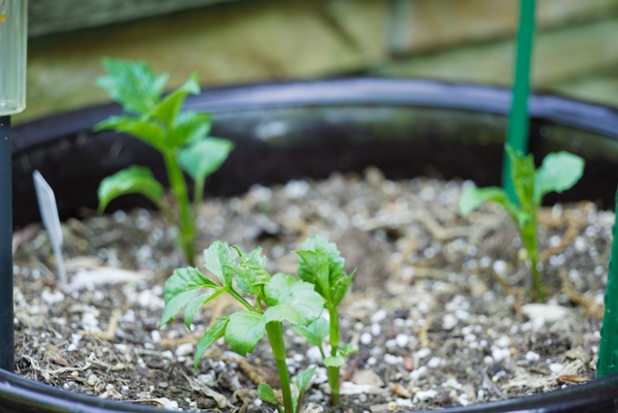 dahlias in planter