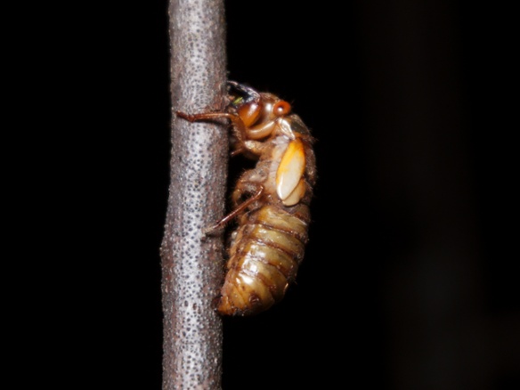 cicada nymph on stick