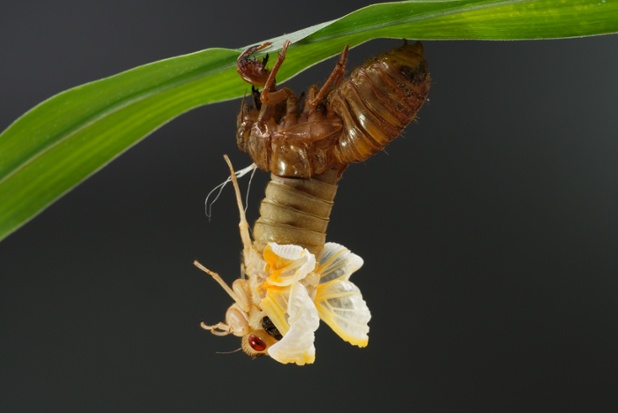 cicada molting