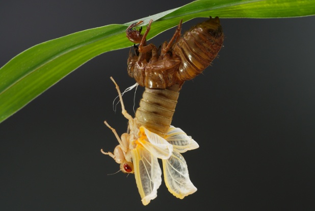 cicada molting