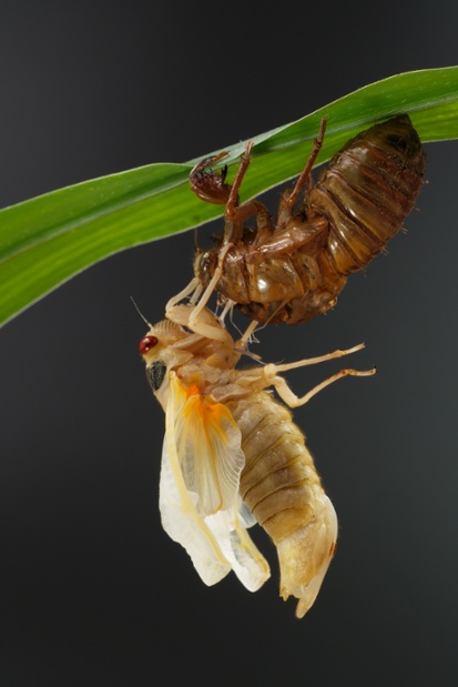 cicada molting