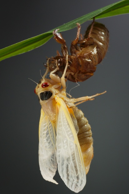 cicada molting