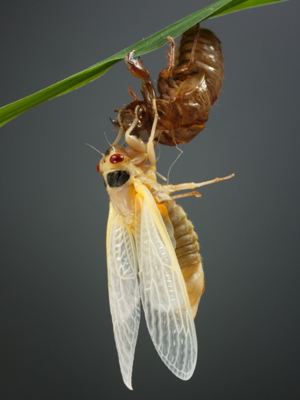 cicada molting