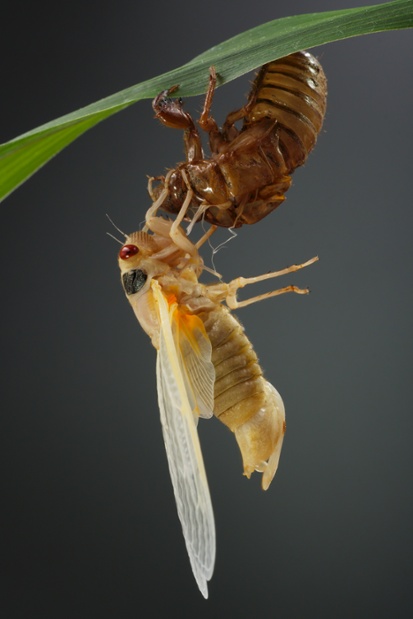 cicada molting side