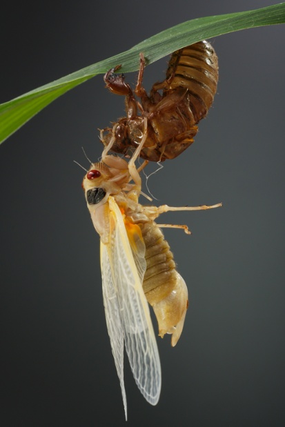 cicada molting side