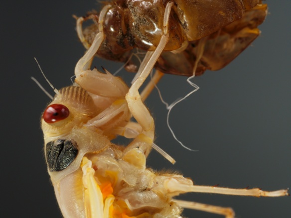 cicada molting head close