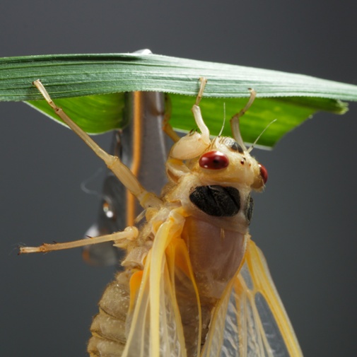 cicada molting back