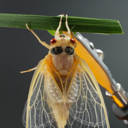 cicada molting back