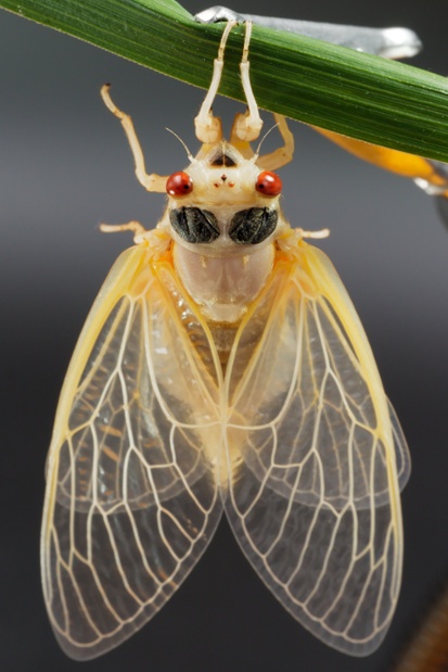 cicada molting back wings