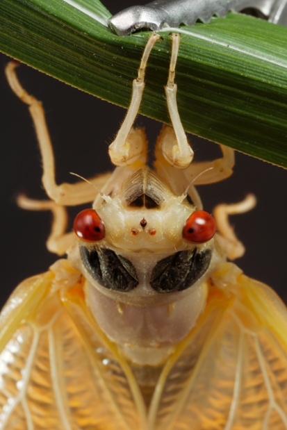 cicada molting front close