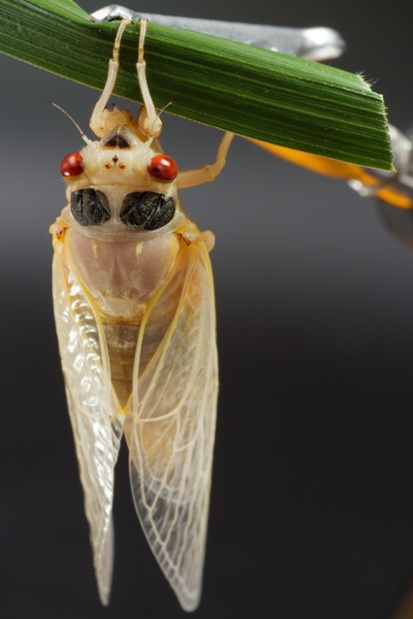 cicada molting back