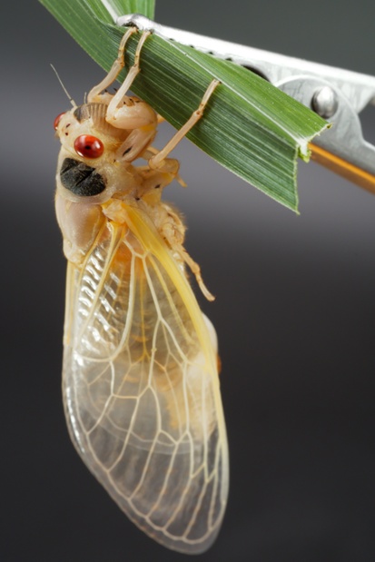 cicada molting side