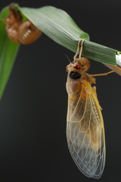 cicada molted shed