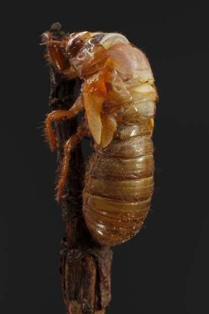 cicada molting