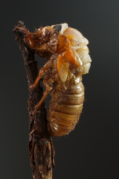 cicada molting