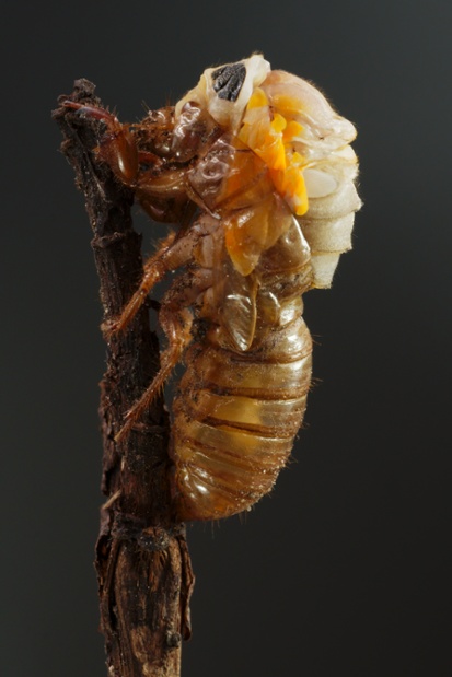 cicada molting