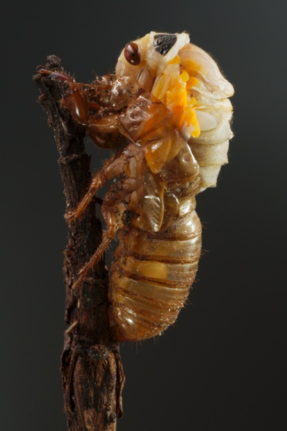 cicada molting