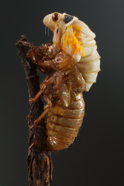 cicada molting