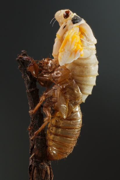 cicada molting