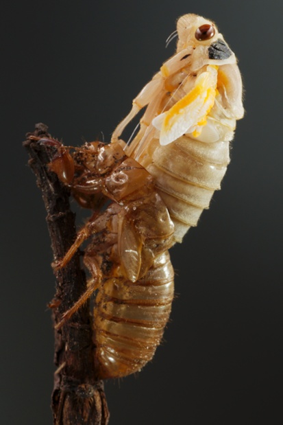 cicada molting