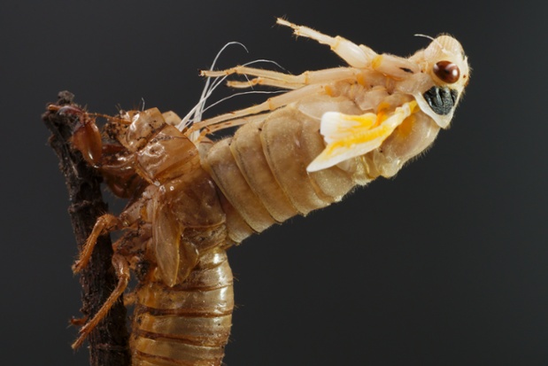 cicada molting