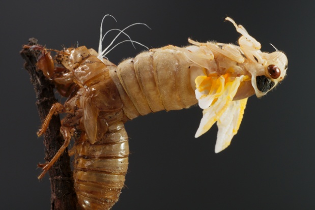 cicada molting