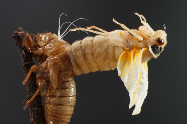 cicada molting