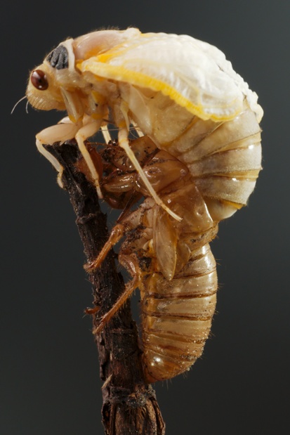 cicada molting