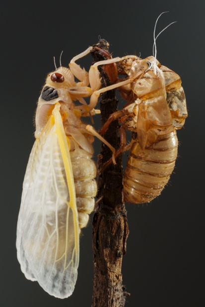 cicada molting