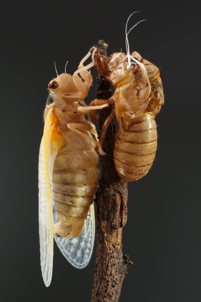 cicada molting